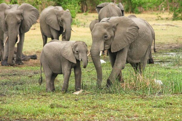 elephants in nature don't support elephant rides
