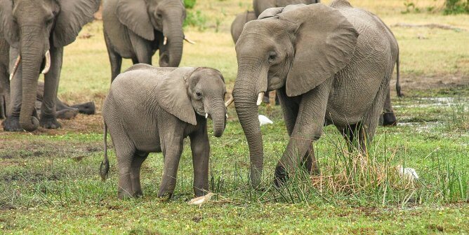 3 Reasons to Never Touch an Elephant—According to Science