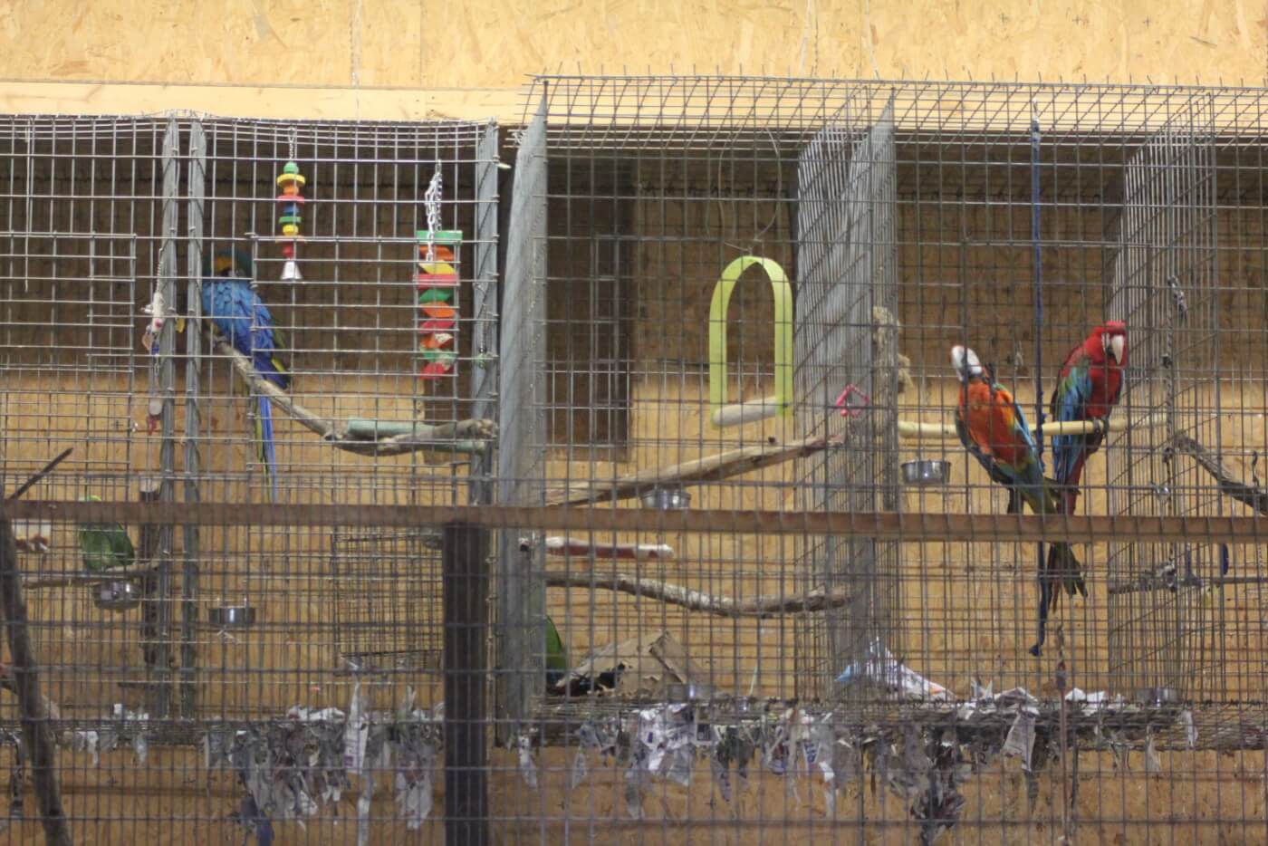 photo of captive birds
