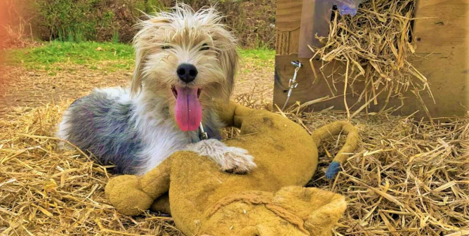 PETA Fieldworkers Free Gandalf From Life on a Chain—Now That’s What We’re ‘Tolkien’ About!