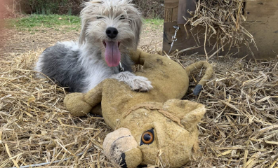 PETA Fieldworkers Free Gandalf From Life on a Chain—Now That’s What We’re ‘Tolkien’ About!