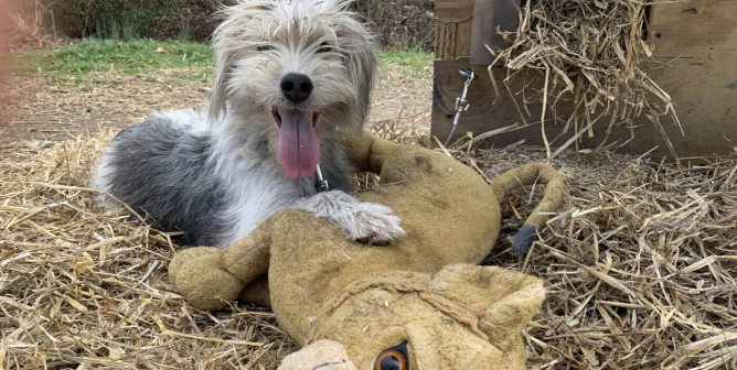 PETA Fieldworkers Free Gandalf From Life on a Chain