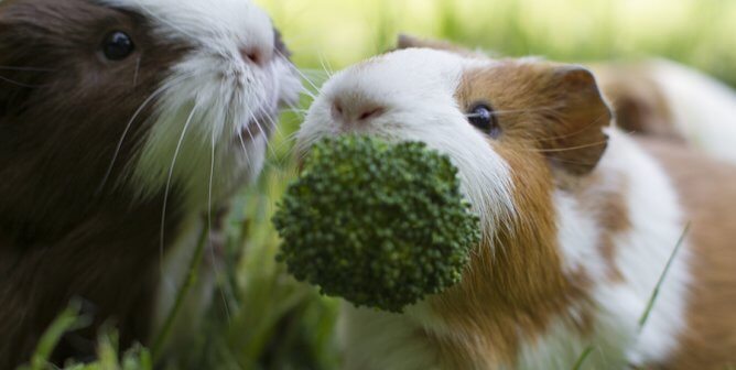 Two guinea pigs eating a broccoli floret