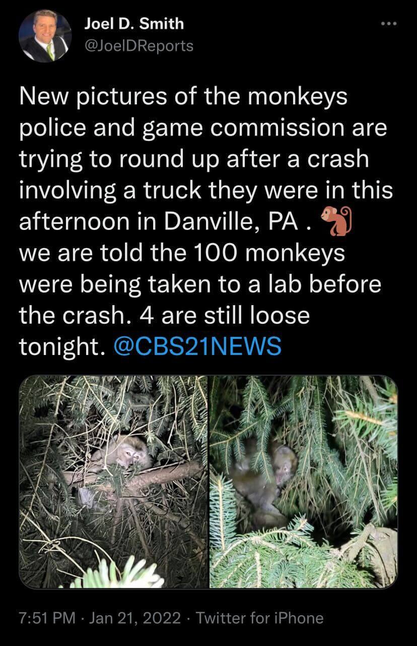 monkey transport crash 2022