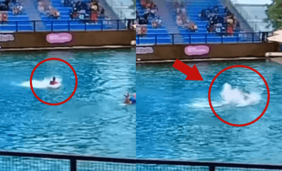 VIDEO: Dolphin Attacks Trainer at Miami Seaquarium in Shocking Footage