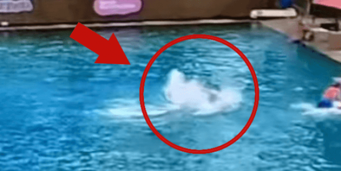 VIDEO: Dolphin Attacks Trainer at Miami Seaquarium in Shocking Footage