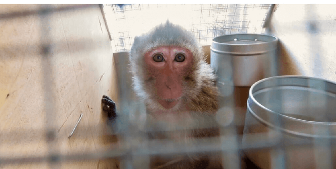Monkeys Destined for Torment in Labs Apparently Illegally Shipped Across the U.S.; PETA Calls For Investigation
