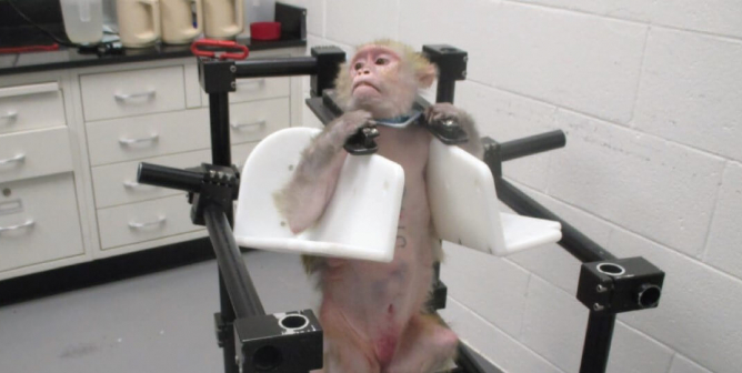 wake forest monkey experiments