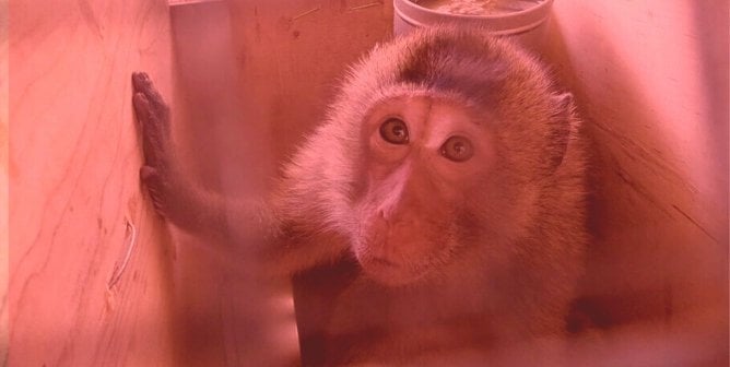Transport Company Leaves Monkeys to Bake on the Tarmac