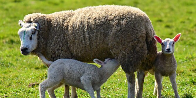 Lambs with mothers