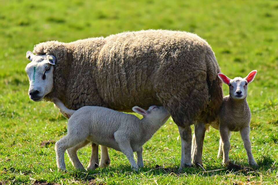 Lambs with mothers