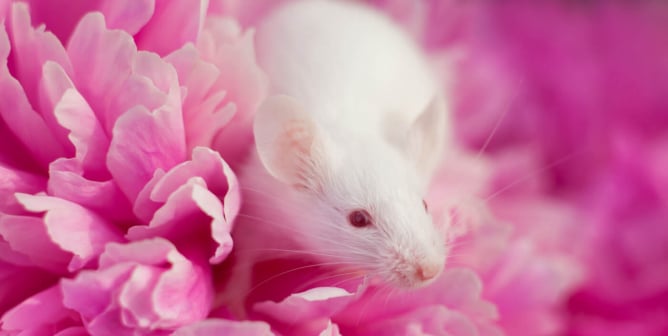 White mouse sitting on a pink peony flower