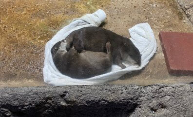 Here’s Why You Should NEVER Visit the Austin Aquarium