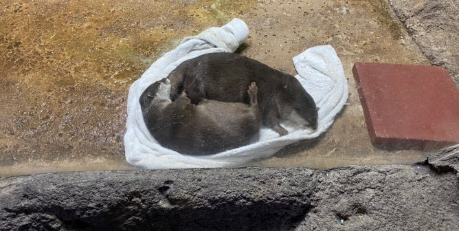 Here’s Why You Should NEVER Visit the Austin Aquarium