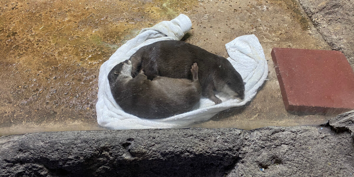 Austin Aquarium Left Infant in TINY Cage Overnight PETA