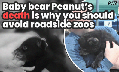 How Many More Cubs Will Die Before Oswald’s Bear Ranch Shapes Up?