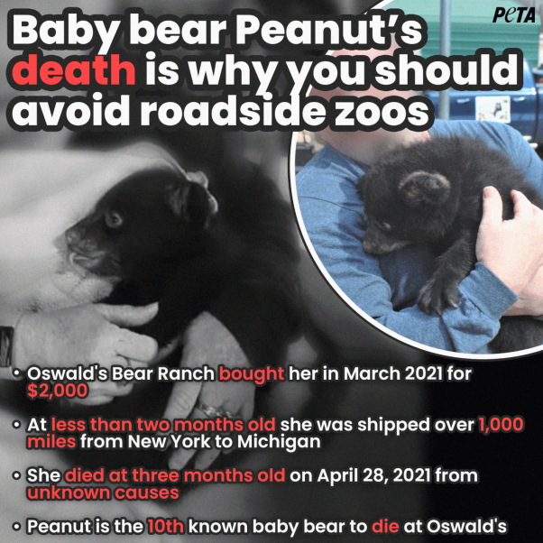New Report: Two More Dead Cubs at Oswald’s Bear Ranch