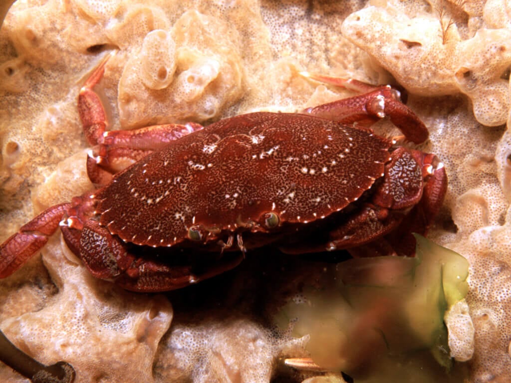 peekytoe crab