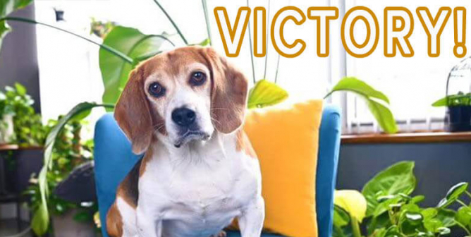 victory image for beagles