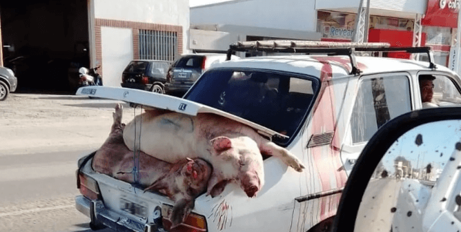 Another Slaughterhouse-Bound Truck Overturns: What Happens Next Is Sure to Make You Swear Off Pigs’ Flesh (Video)