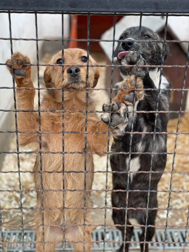 Two dogs in shelter in Hungary