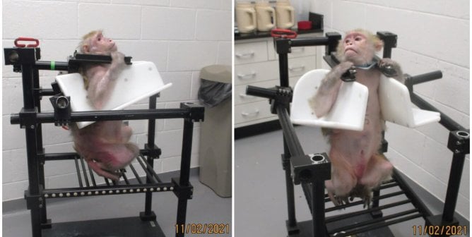 wake forest monkey experiments