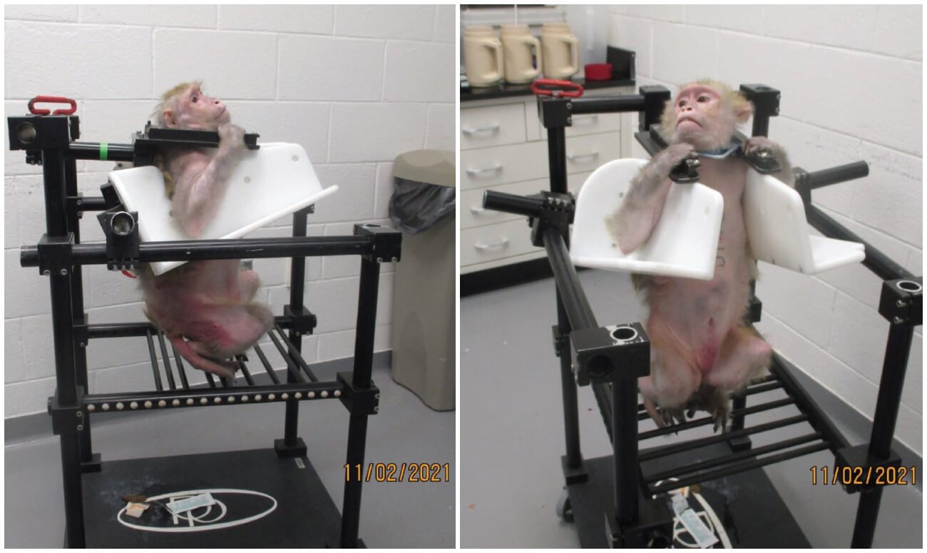 wake forest monkey experiments