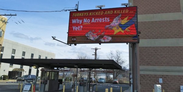 Plainville Farms: Workers Mock-Rape, Stomp On Turkeys—Why No Arrests Yet?