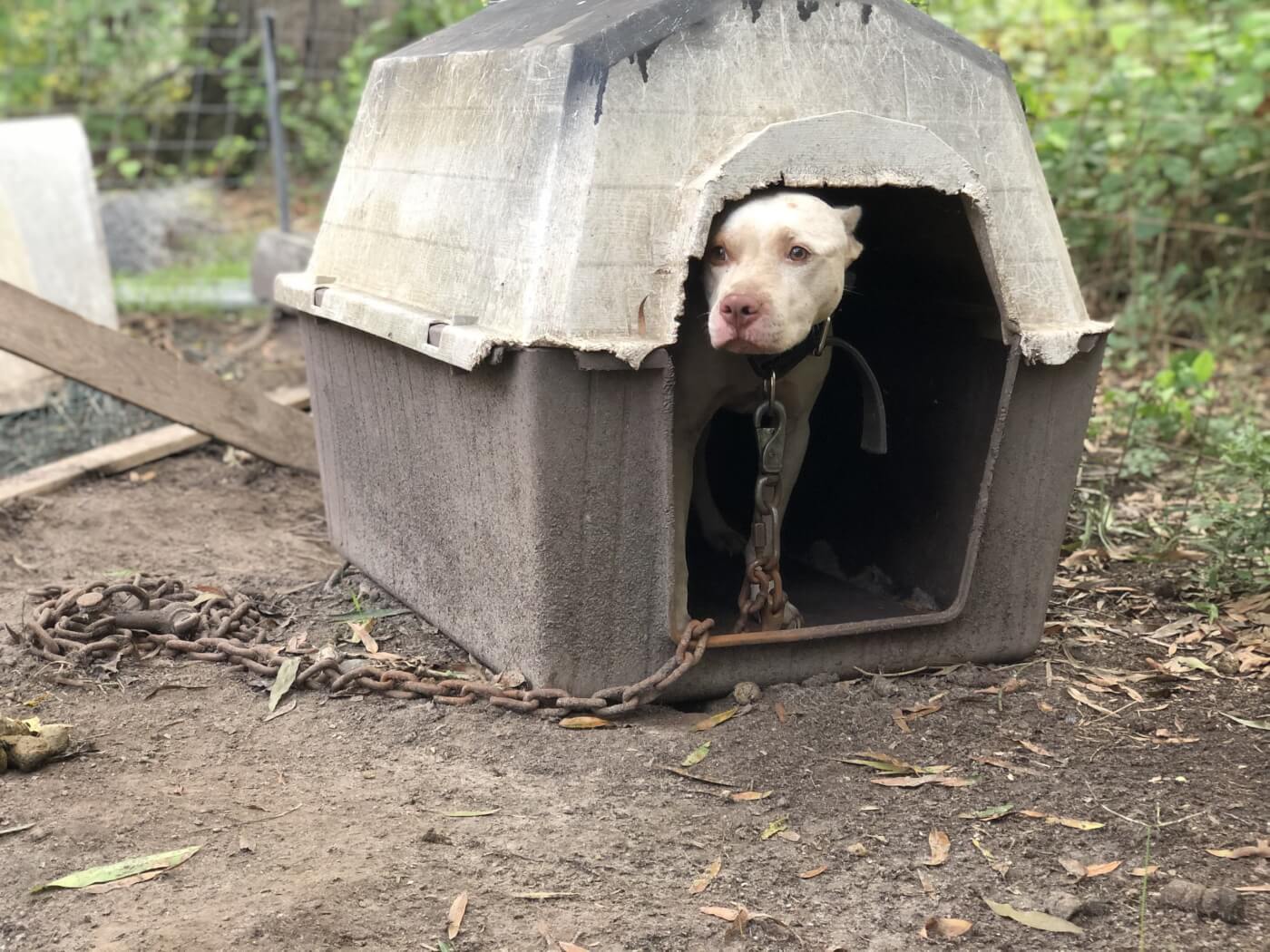 Juvenile bit by dog, owner unknown; Green Bay police seek information