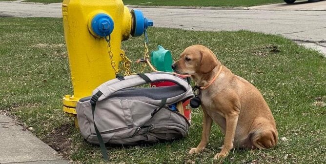 Baby Girl the dog was found tied to a fire hydrant with a backpack full of her favorite toys