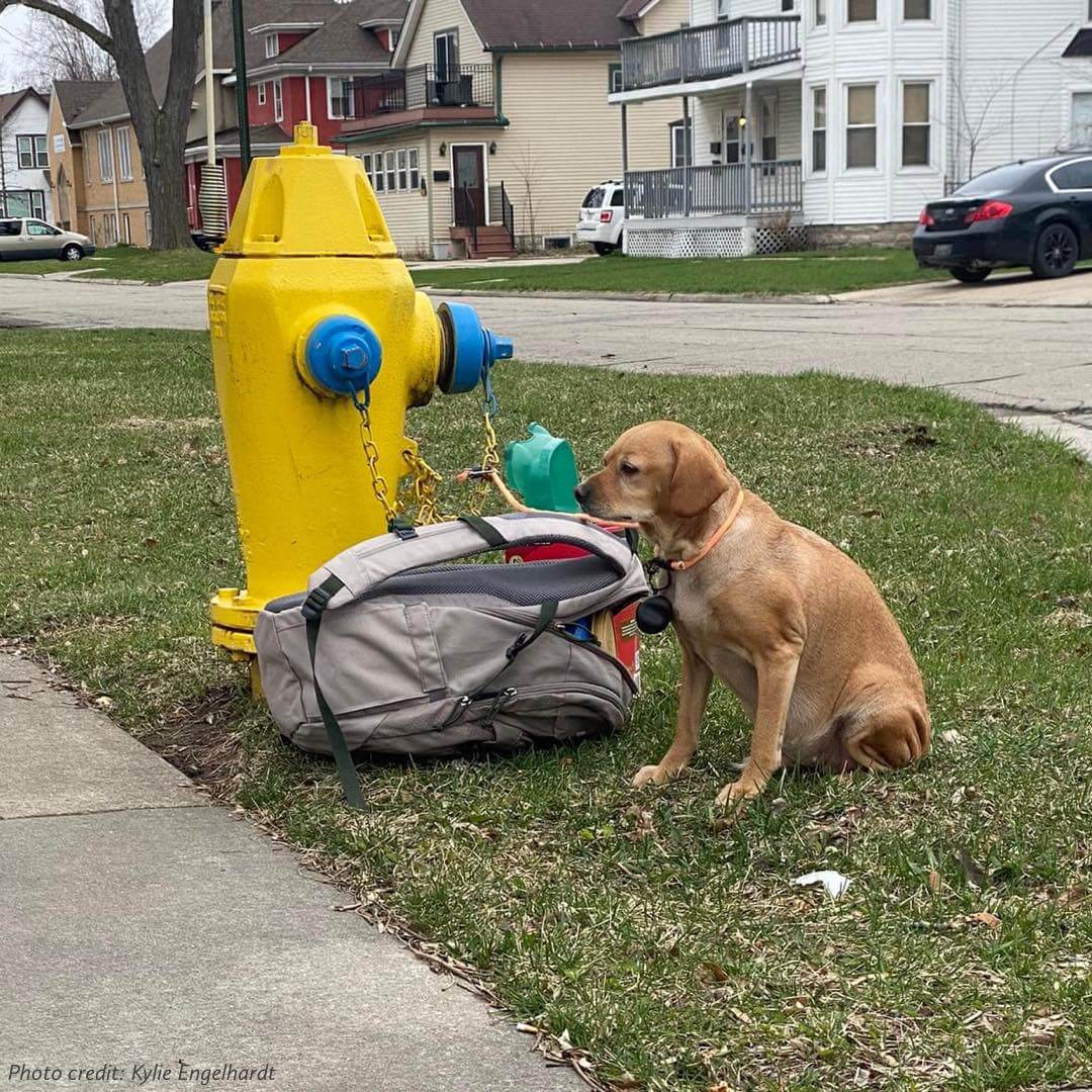 Baby Girl the dog was found tied to a fire hydrant with a backpack full of her favorite toys