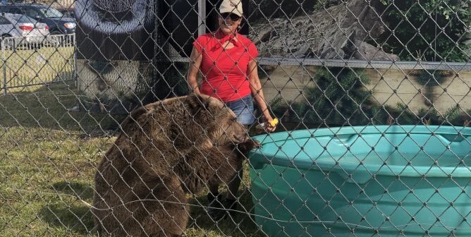 Bearadise Ranch cited after news crew pets, feeds bear