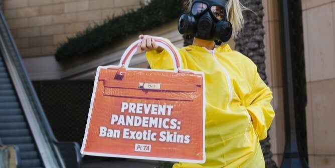 Big News: Burberry Bans Exotic Skins Following PETA Entities’ Campaigns!