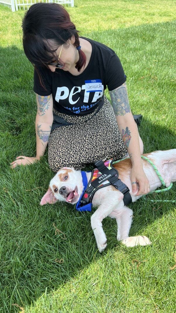 a PETA volunteer rubs Dwight's belly while he flops over