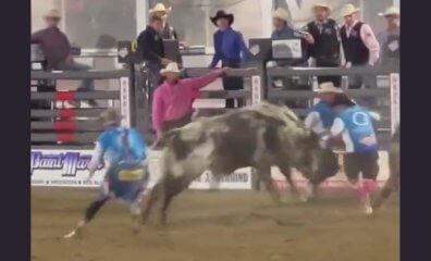 Bull Escape Caught on Video Shows How Dangerous Rodeos Are for Everyone