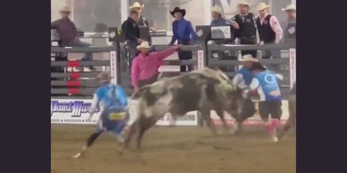 VIDEO: Bull Leaps Into Crowd to Escape Rodeo Horror Show | PETA