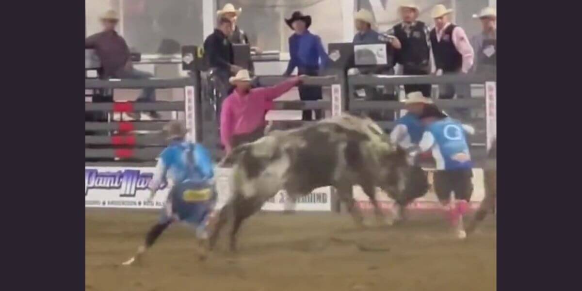 VIDEO Bull Leaps Into Crowd to Escape Rodeo Horror Show PETA