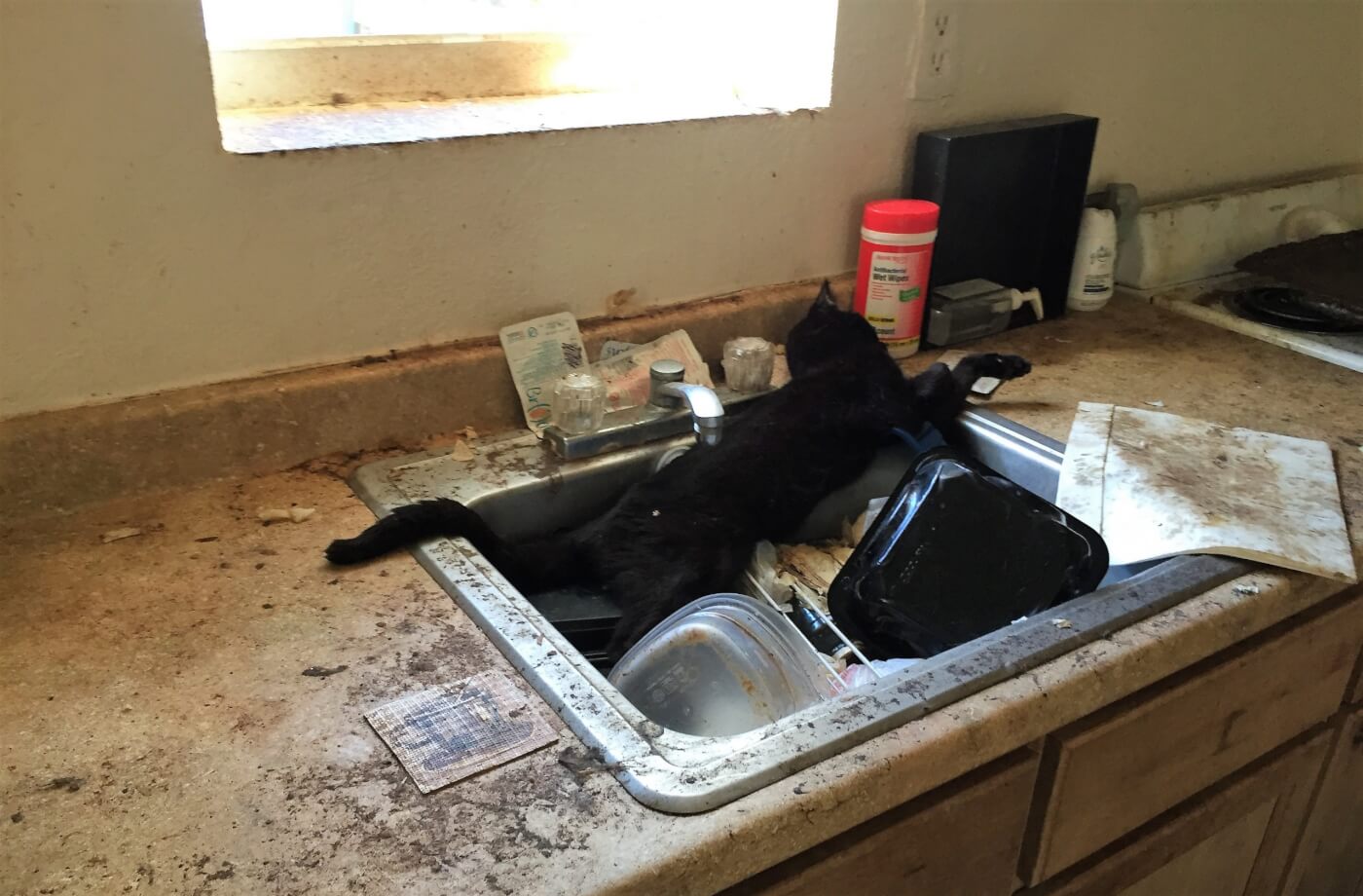 dead black cat in kitchen sink
