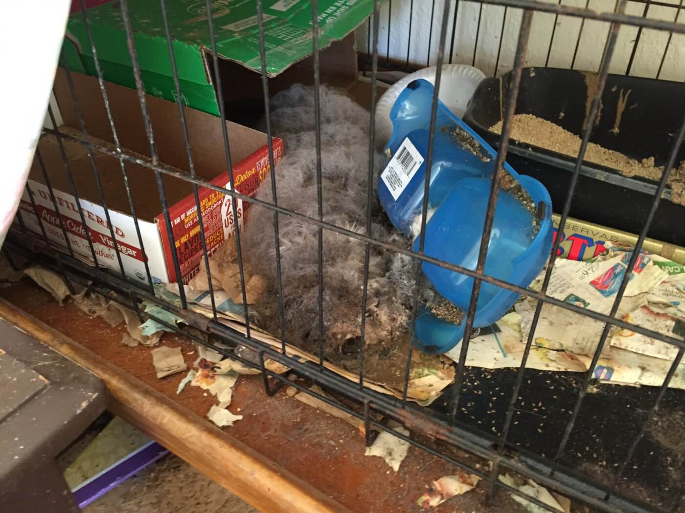 dead gray cat in cage