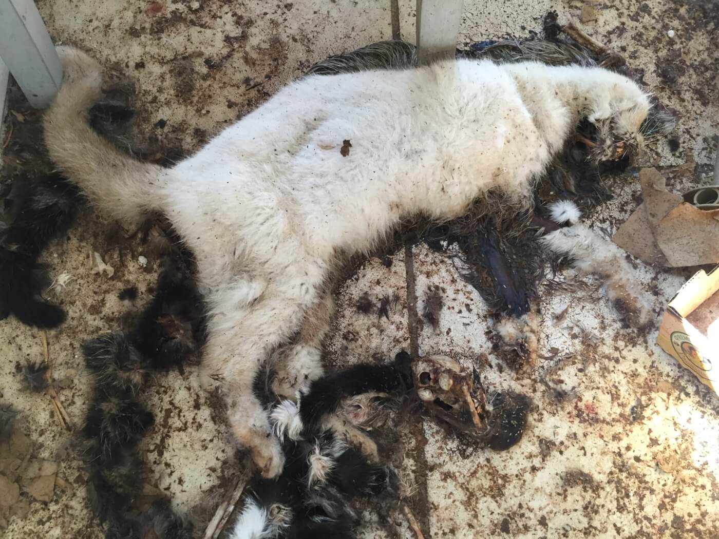 dead white cat at Smilen cat rescue