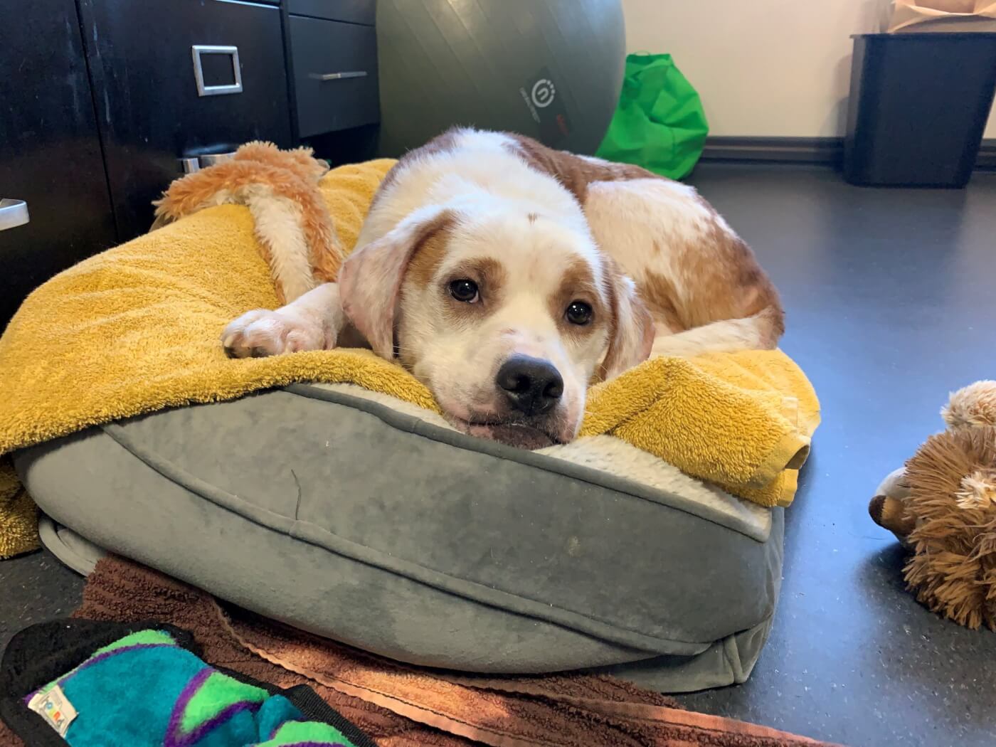 Dwight lays on a dog bed with a fluffy yellow blanket
