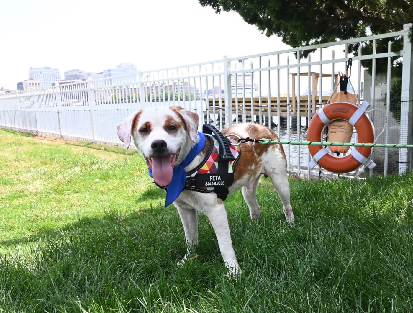 Dwight stands in front of a harbor in a harness and bright blue bandana