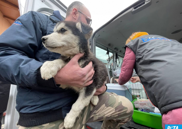PETA Germany Volunteers Brave Destruction and Chaos in Ukraine to Reunite Animals With Their Families