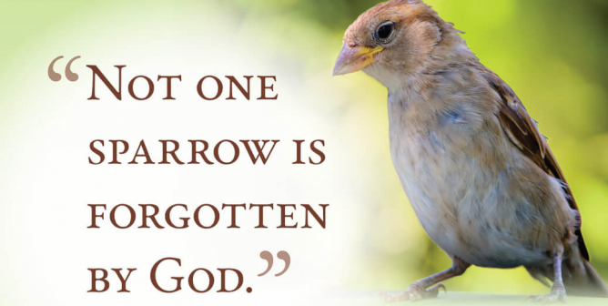 Not One Sparrow Is Forgotten By God