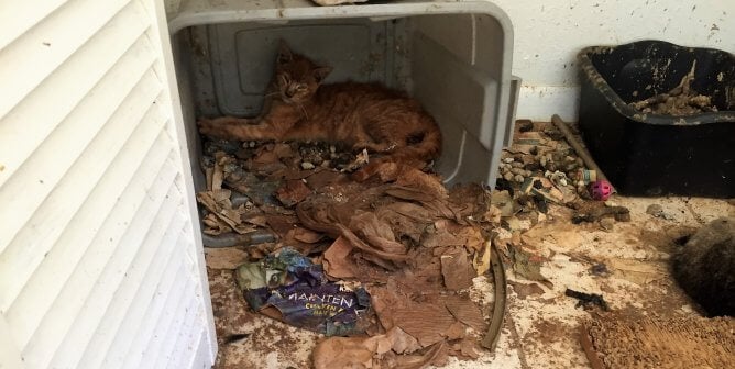 sick orange cat hiding in bin, Smilen cat "rescue"