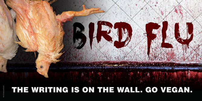 Bird Flu ad: the writing is on the wall - go vegan