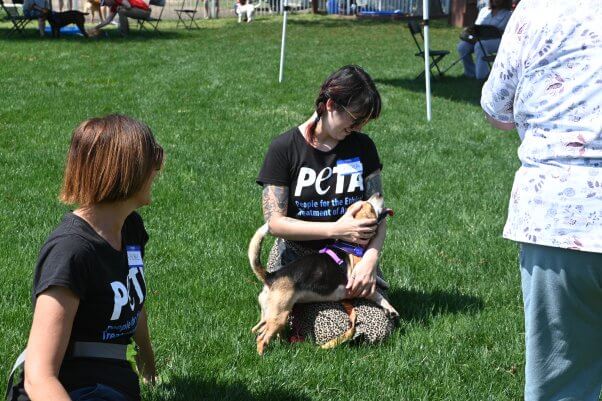 person in PETA shirt petting dog on green grass