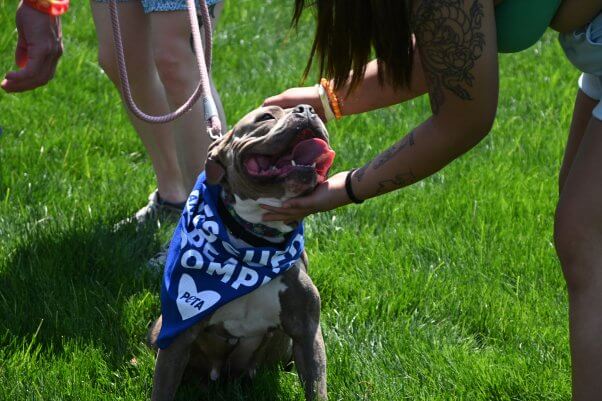 dog with PETA bandana being petted