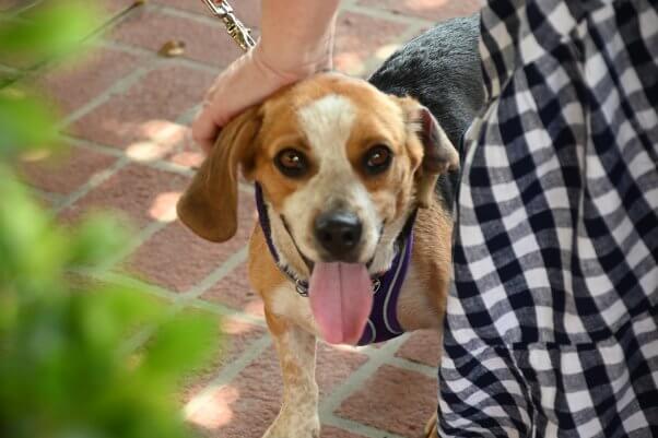 Cute dog at PETA Adoption event