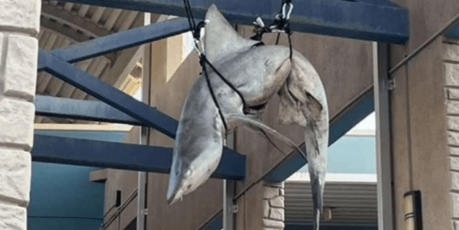 Shark hung at Florida school